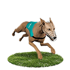 QT娛樂城白金賽狗